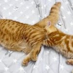 Thumbnail of related posts 081