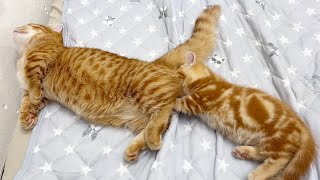 Thumbnail of post image 136