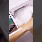 Thumbnail of related posts 132
