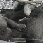 Thumbnail of related posts 168