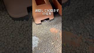 Thumbnail of post image 111