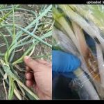 Thumbnail of related posts 104