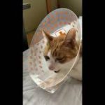 Thumbnail of related posts 141