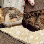 Thumbnail of related posts 146