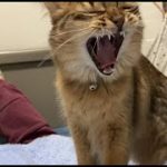 Thumbnail of related posts 003