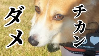 Thumbnail of post image 061