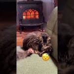 Thumbnail of related posts 178