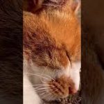 Thumbnail of related posts 181