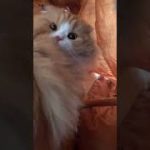 Thumbnail of related posts 000