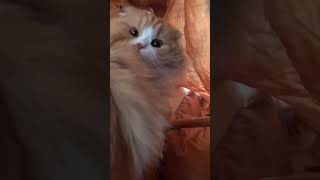 Thumbnail of post image 109