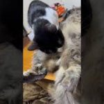 Thumbnail of related posts 069