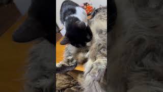 Thumbnail of post image 165