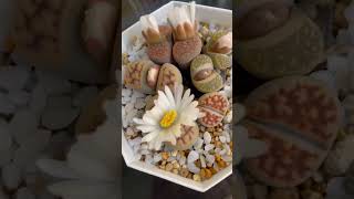 Thumbnail of post image 167