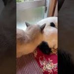 Thumbnail of related posts 199