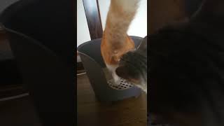 Thumbnail of post image 103