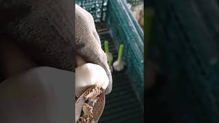 Thumbnail of post image 194