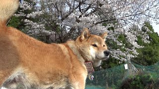 Thumbnail of post image 107