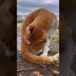 Thumbnail of related posts 042