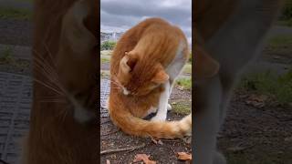 Thumbnail of post image 066