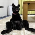 Thumbnail of related posts 145