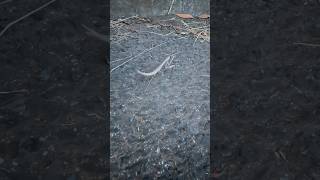 Thumbnail of post image 000