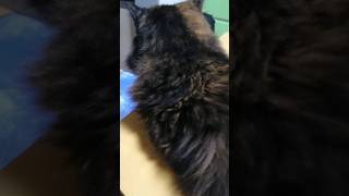 Thumbnail of post image 185