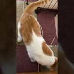 Thumbnail of related posts 125