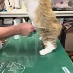 Thumbnail of related posts 129