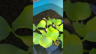 Thumbnail of post image 066