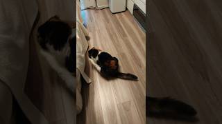 Thumbnail of post image 000