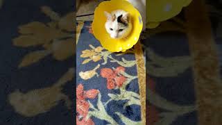 Thumbnail of post image 164