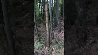 Thumbnail of post image 178