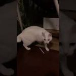 Thumbnail of related posts 108