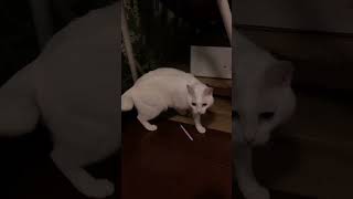 Thumbnail of post image 163