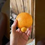 Thumbnail of related posts 199