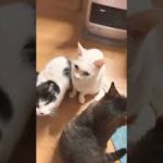 Thumbnail of related posts 106