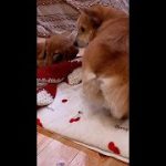 Thumbnail of related posts 117